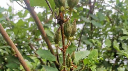 连翘越冬枝条保护，15天包裹材料，北方堆雪保温技术，根颈部位防寒