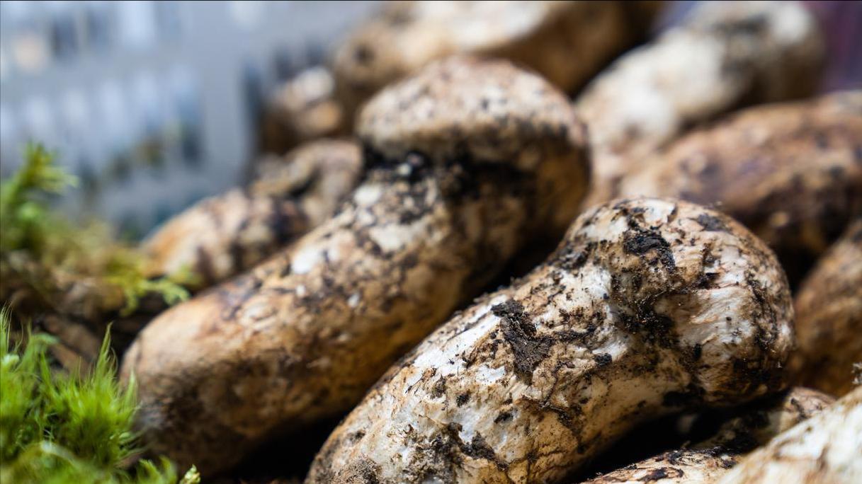 中国，哪的“松茸”最值得买？经评选，这10个地方上榜，您吃过吗