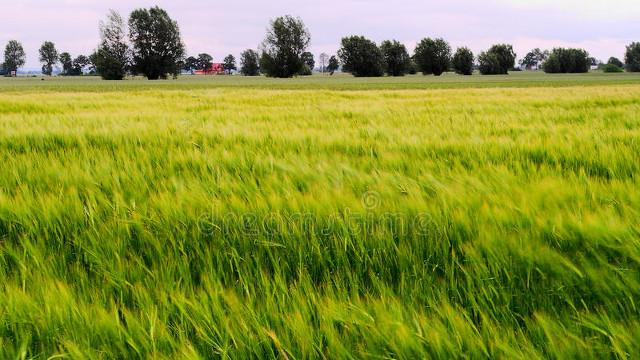 为什么草原上很少树木的生长，大部分都是以草类植物为主？