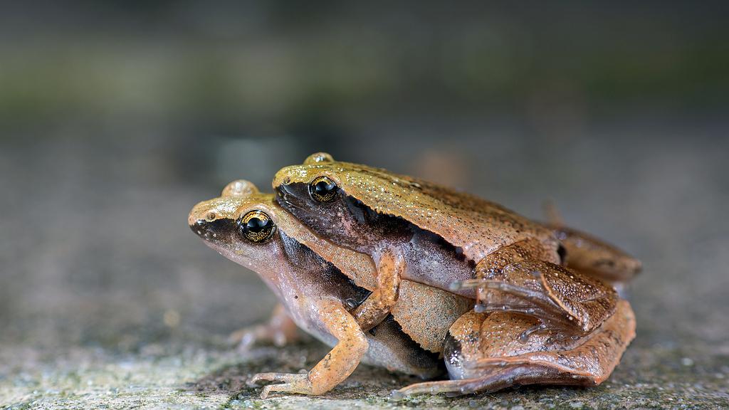 毒箭蛙：鲜艳警戒色与神经毒素的协奏