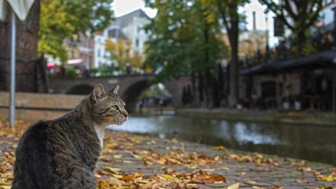 病毒波及宠物！荷兰八只小猫死于禽流感，专家提醒接触鸟类后注意