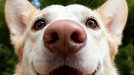 十大狗粮品牌排行榜，铲屎官必看，适配各种狗狗选粮不纠结