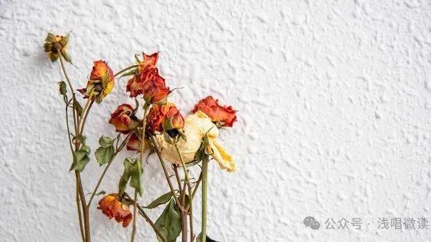 张爱玲《花凋》：一个年轻生命的凋零