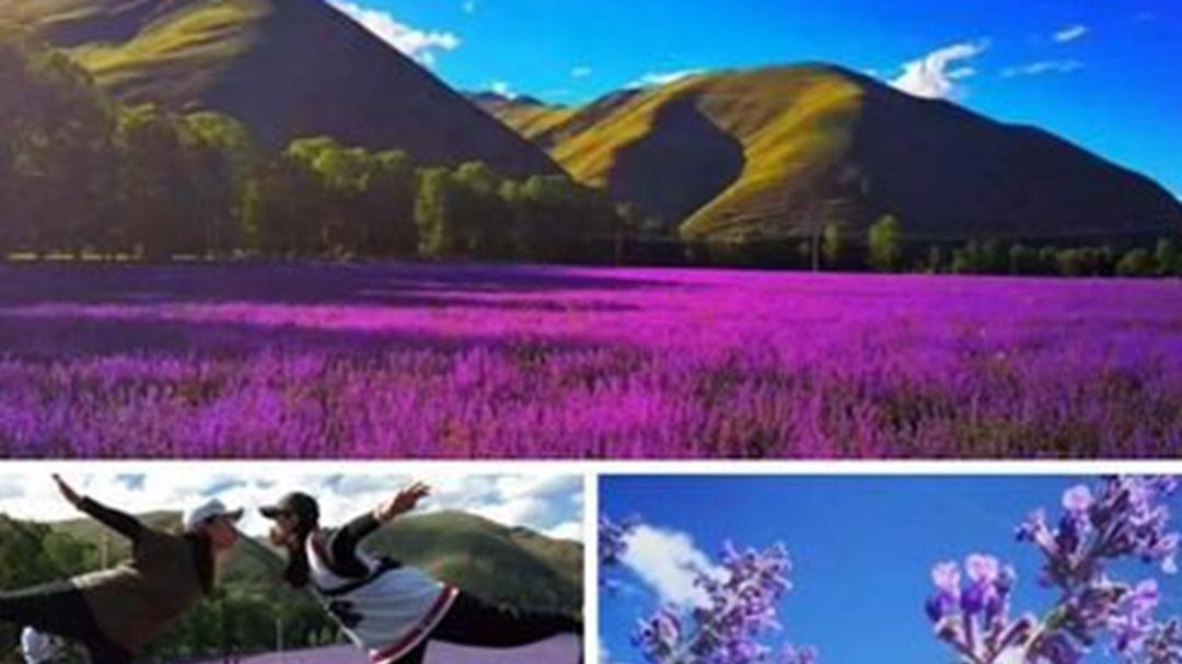 薰衣草精油提取效益显著，半年采收实现稳定收益，山区种植创业需注意排水防倒伏