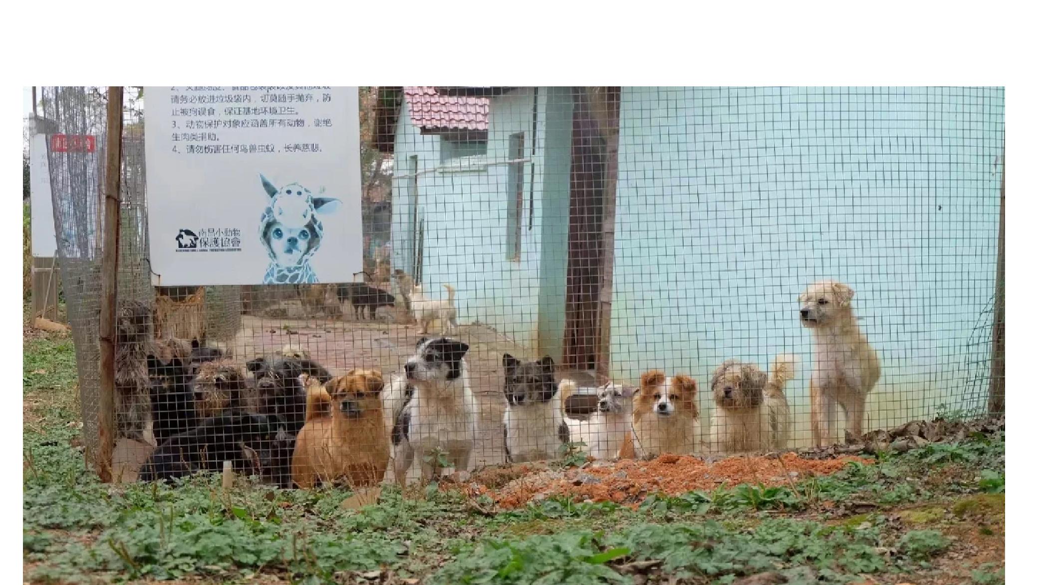 猫咪适应新环境需要多久？
