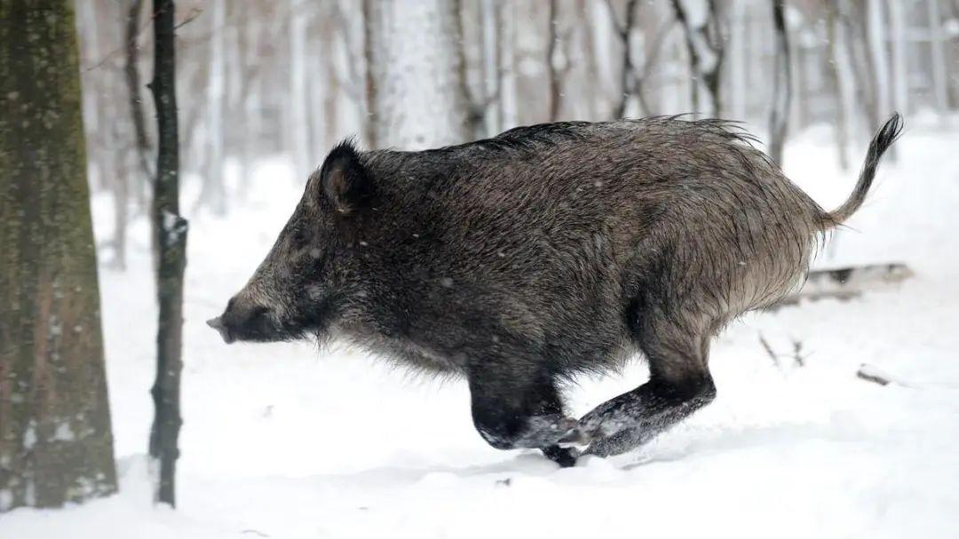 65岁老猎人打猎30年，猎枪首次炸膛，野猪反扑，幸好徒弟及时赶到
