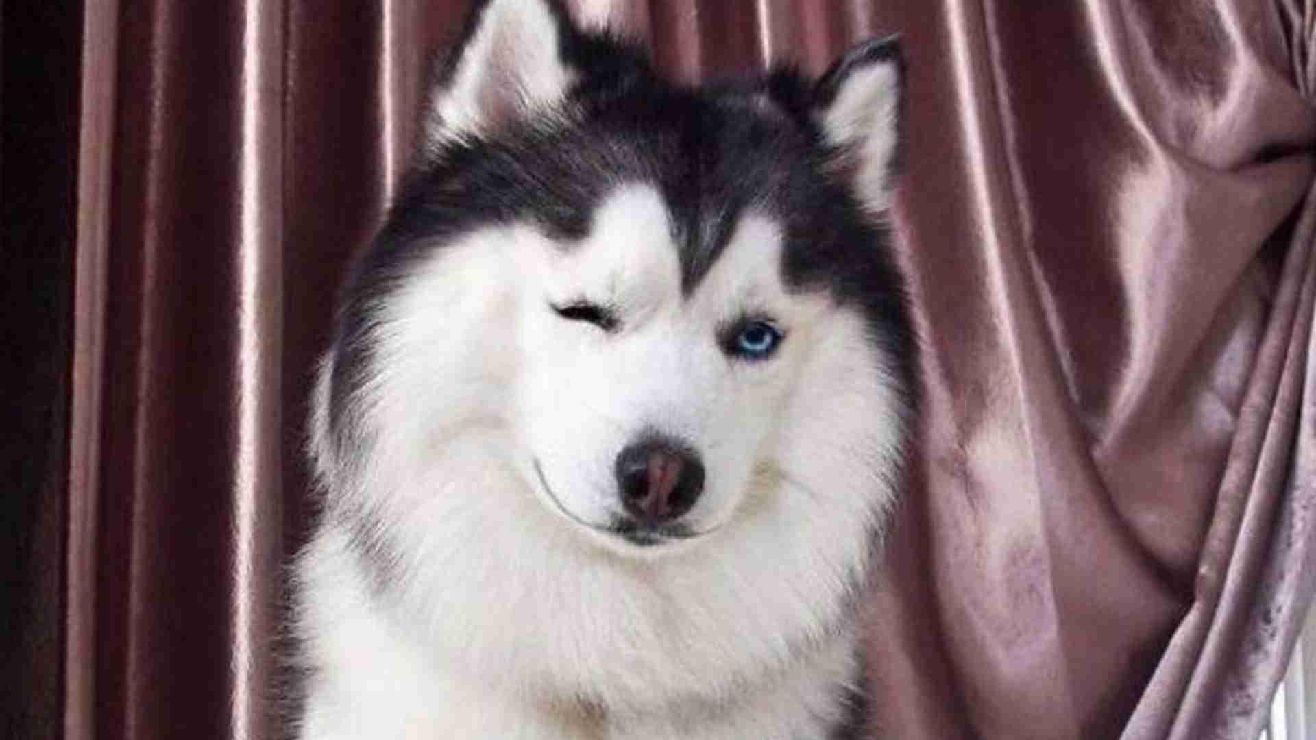 哈士奇雪橇犬选拔，肌肉耐力测试，阿拉斯加训练营，探险队合作项目