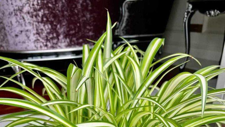 窗户框的绿意，吊兰来装饰，清新又明亮！