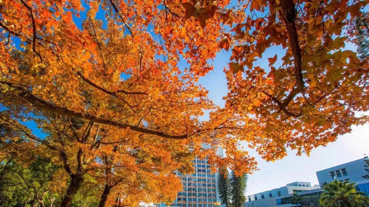 福州大学至诚学院好不好？直击考生需求，企业资源+海外平台给你底气！