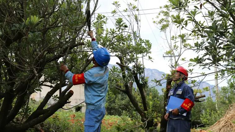 电网砍你家的树，该不该赔偿？法院怎么说？