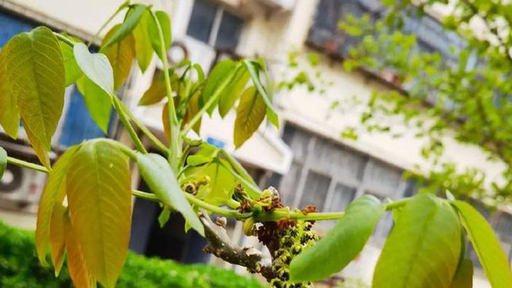 绿肥种植技术应用，江西红壤丘陵改良方案，核桃破壳机械研发进展