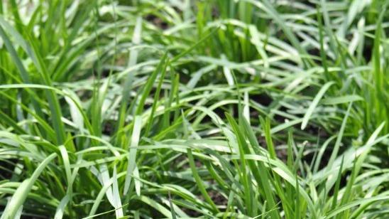 韭菜木霉菌重茬改良技术，太湖流域高畦栽培模式，太阳能追光灌溉与机械行进路线规划