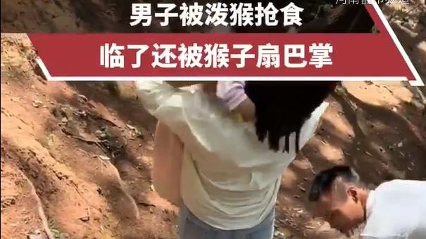 闹大了！ 男子被猴子抢食还挨了一巴掌，网友评论区炸锅！