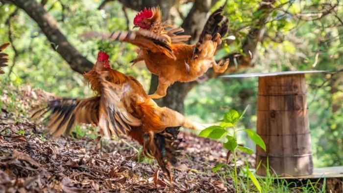 浙江土特产何以“特” 仙居鸡缘何下“金蛋”？