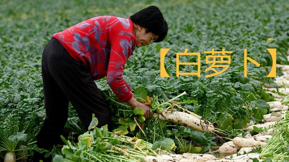 9月23日前要赶紧抢种这5样，一年只勤这10天，入秋后再种就迟了！