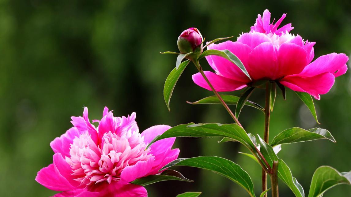 藏在古法琉璃芍药香插里的东方雅韵