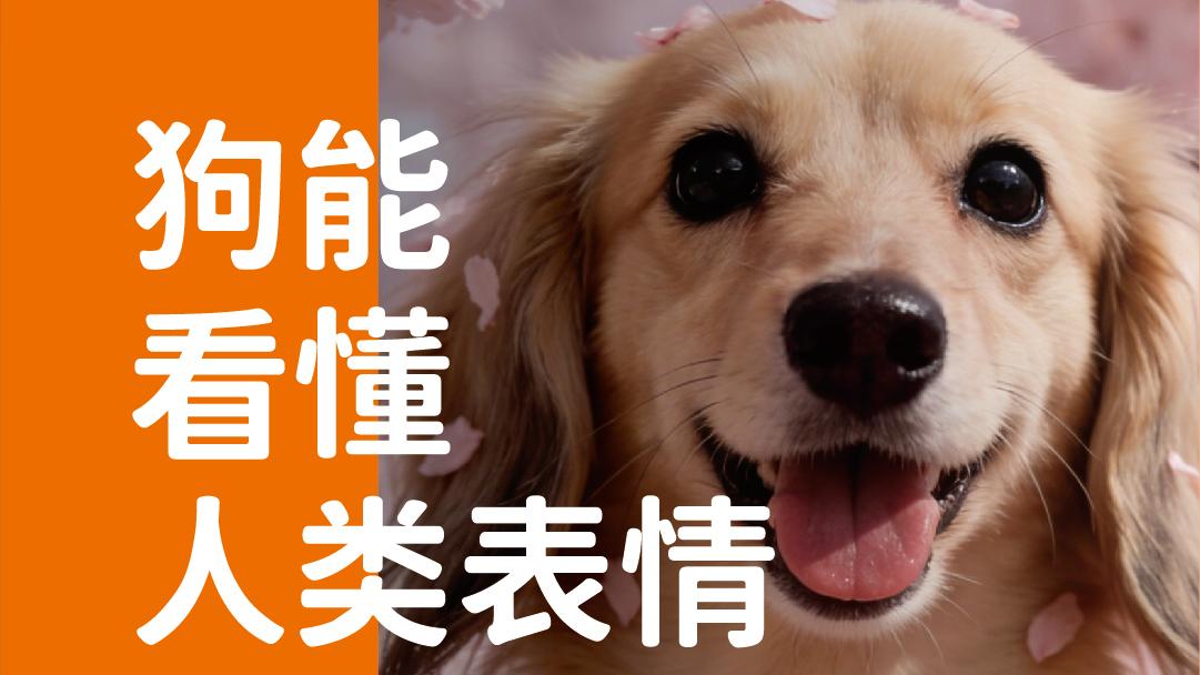 象乡宠物食品 | 狗能看懂人类表情