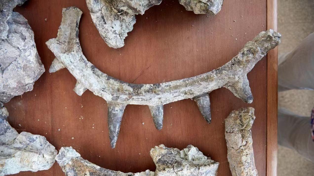 摩洛哥发现1.65亿年前甲龙新物种，颈部尖刺长达1米