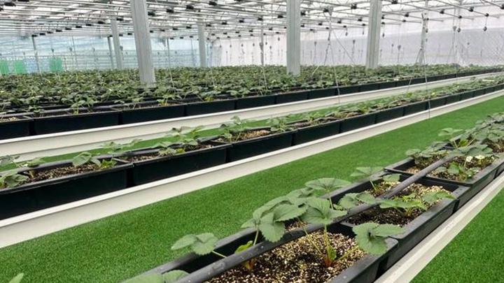 草莓反季节种植技术解析，遮阳降温系统与水肥调控联动，真空预冷应用研究