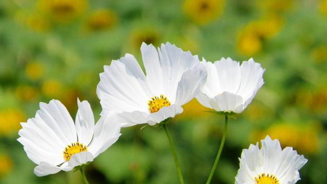 波斯菊切花采收新技巧，留两叶延长瓶插五天，景区农户采摘体验受欢迎