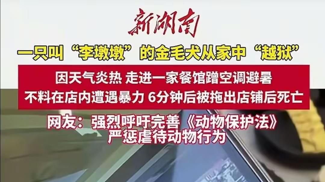 金毛进店蹭空调，6分钟被活活打死！主人心太大，店家手太黑，血债该咋算？