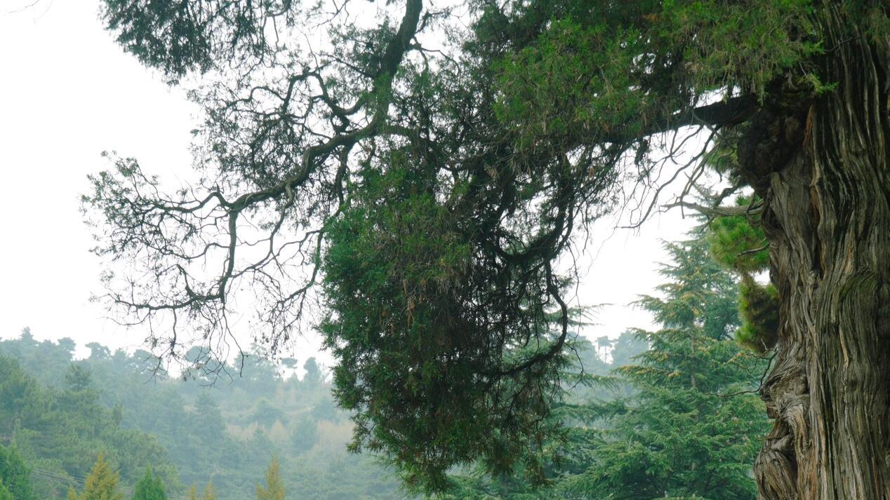 陵川秘境！金代三重檐楼阁藏雾中，状元碑刻女真图腾