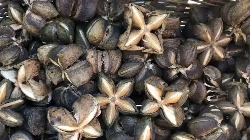 美藤果的受欢迎程度在于它可以以多种形式进行使用