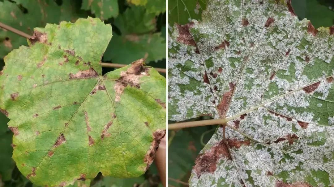 葡萄感染霜霉病后，哪些药剂能够有效控制病情？