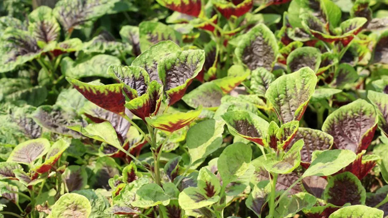 立夏种菜别乱选！这5种“懒人蔬菜”，零基础也能吃到打霜