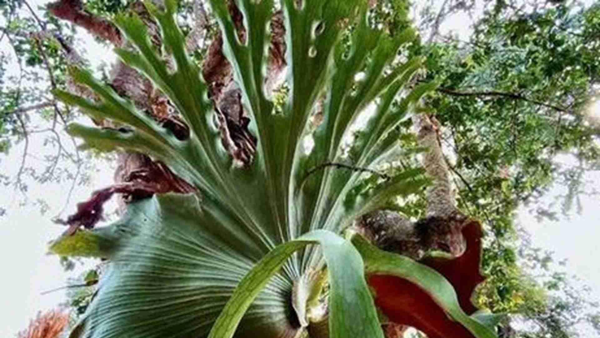 鹿角蕨孢子培育技术分享，植物园科研项目实践，温度调控关键要点解析