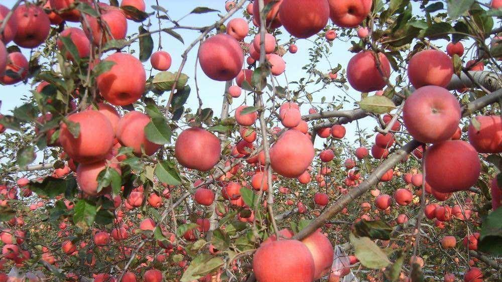 苹果树栽培管理：从土壤到修剪，专家教你提升果实品质