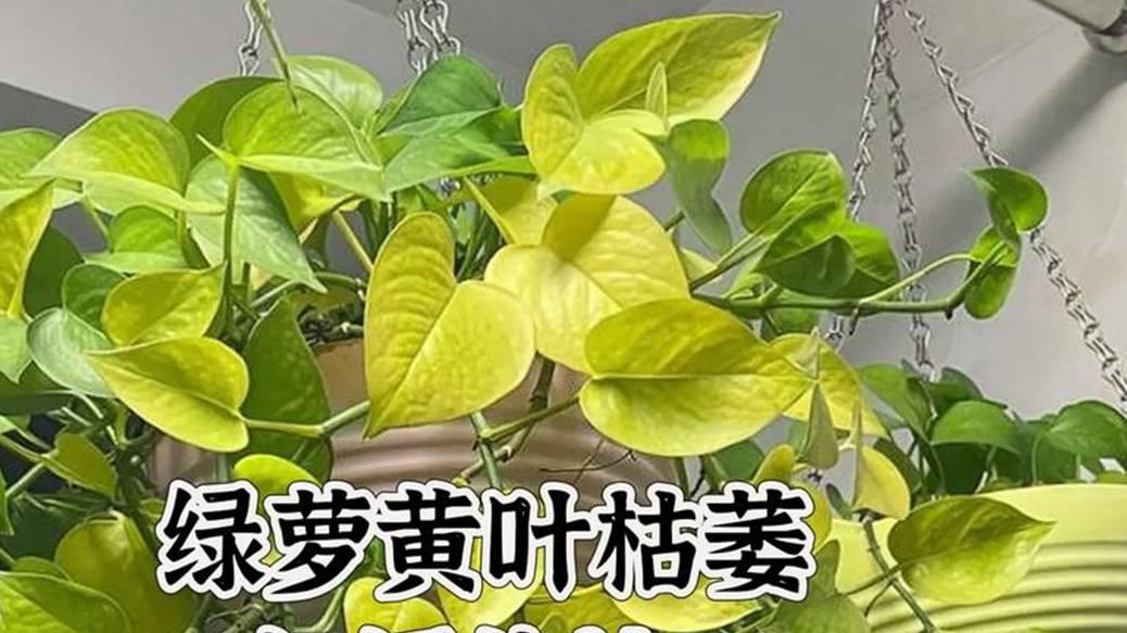 水苔保湿技术助力绿萝繁殖，回乡大学生创业创新，温差记录表格优化种植管理