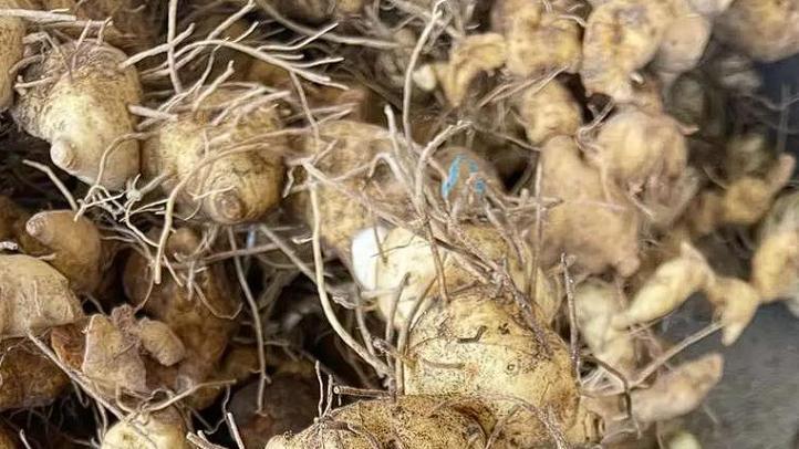 你只负责种不需要管，三年后丰收，投三千回三万，种一次多年无忧