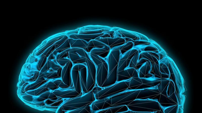 大脑可塑性：一生中意识和行为还能改变多少？