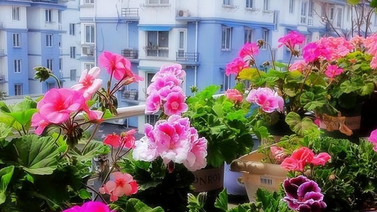 天竺葵养护三大误区：你踩雷了吗？