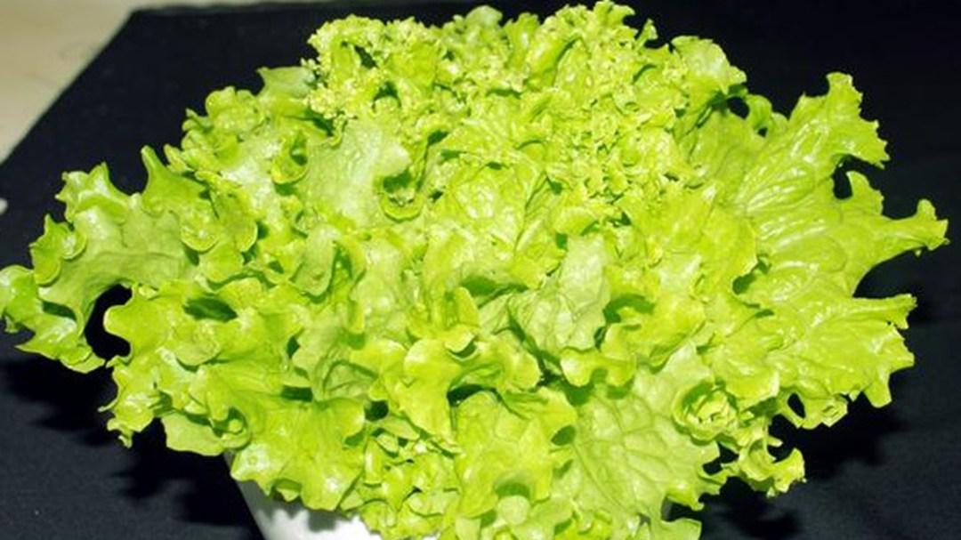 生菜耐阴实验，地下商场种植，补光灯波段，徒长抑制对比