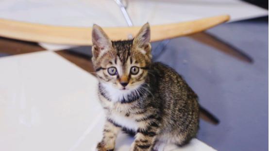 2025 宠物空气净化器推荐：这3款闭眼入清单，照着买不踩雷