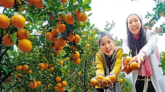 广西贺州面积最小的县城钟山县：靠什么成为贺州“最富”县城？