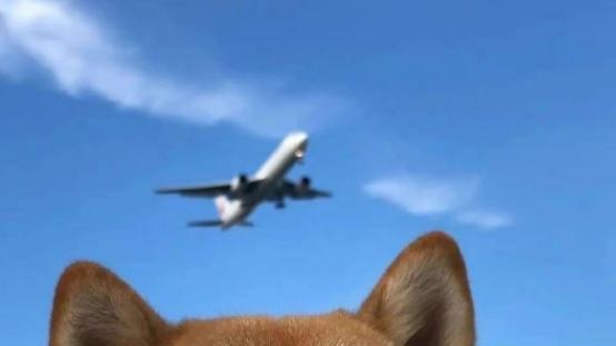 便宜的狗粮推荐，养狗真的不贵，平价党快来看看，省钱又省心