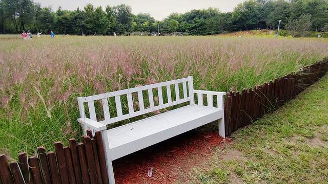 出游随拍：秋季时节在北京奥森公园赏菊花的乐趣多