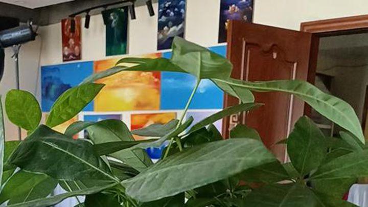 打造自然家居，发财树添韵，舒适又宁静！