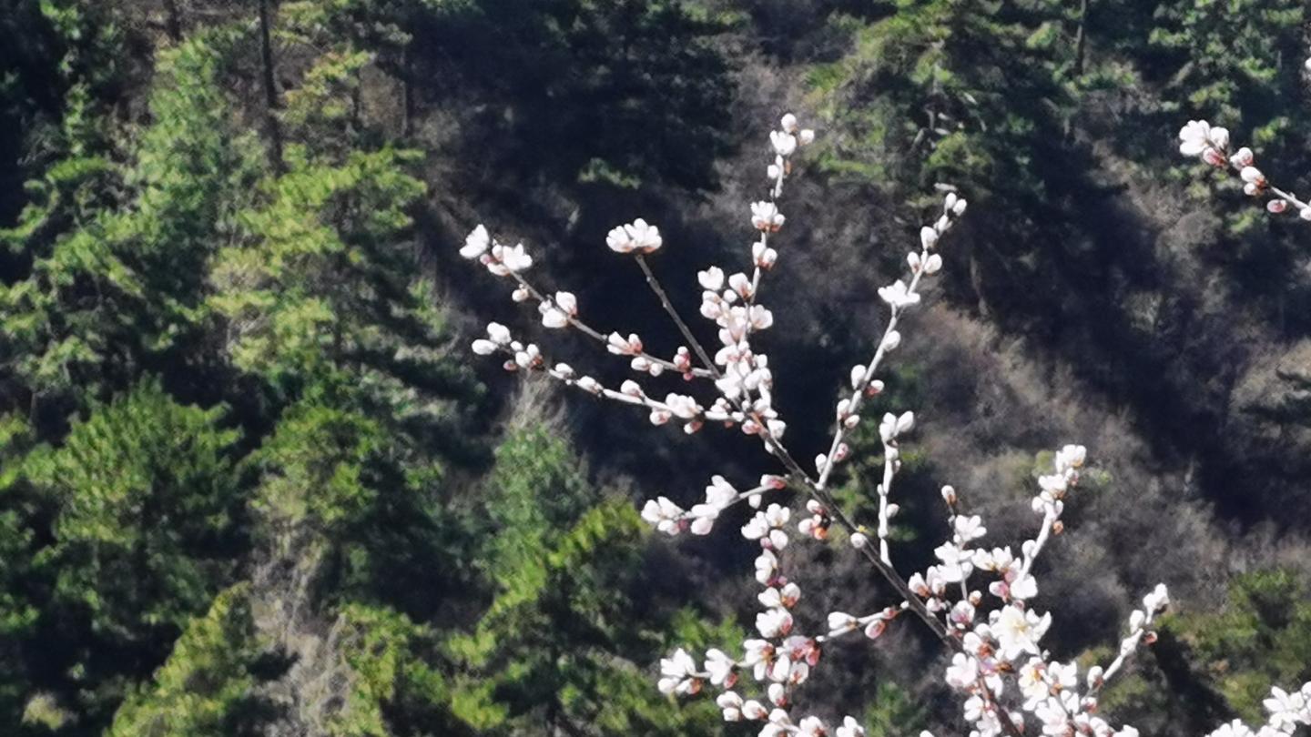 春染桃夭·山藏古今｜20XX大同桃花山深度游：在山花与古意间，解锁北魏遗韵与塞北春光