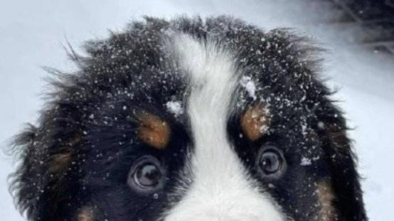 狗粮好坏的区别在哪？选错狗粮危害很大，来看看这几款科学好粮