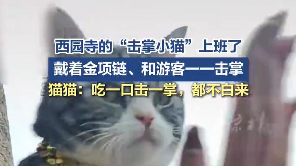 超有趣！苏州西园寺“击掌猫”火了！