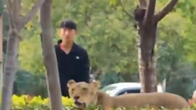 街头惊现狮影：安徽砀山马戏团狮子出逃事件全解析