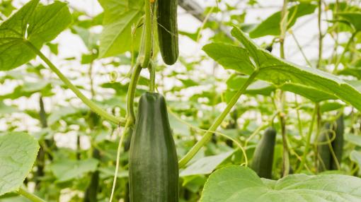 种植黄瓜需谨慎，牢记五不要原则，确保黄瓜长势良好