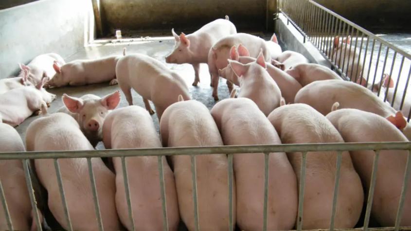 本轮猪周期低谷为何这么长？养猪人的出路在这