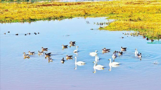 “鸟中大熊猫”连续三年相聚宜城万洋洲湿地公园