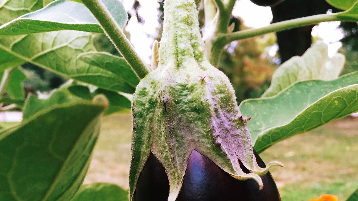 种茄子只见花不开果？这些方法可以试试
