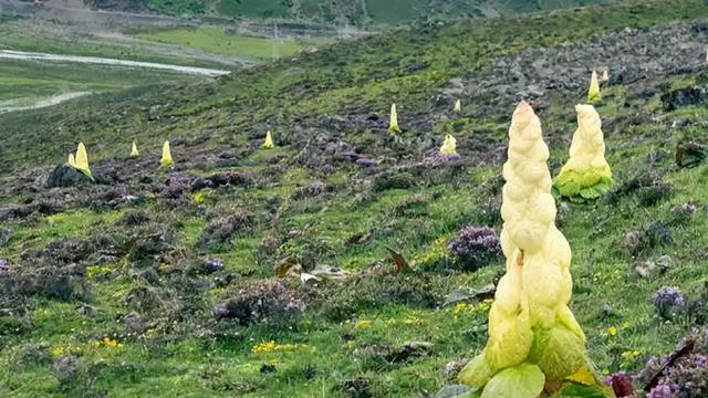最长45年开花结果！2019年，云南男子手撕当野果吃了